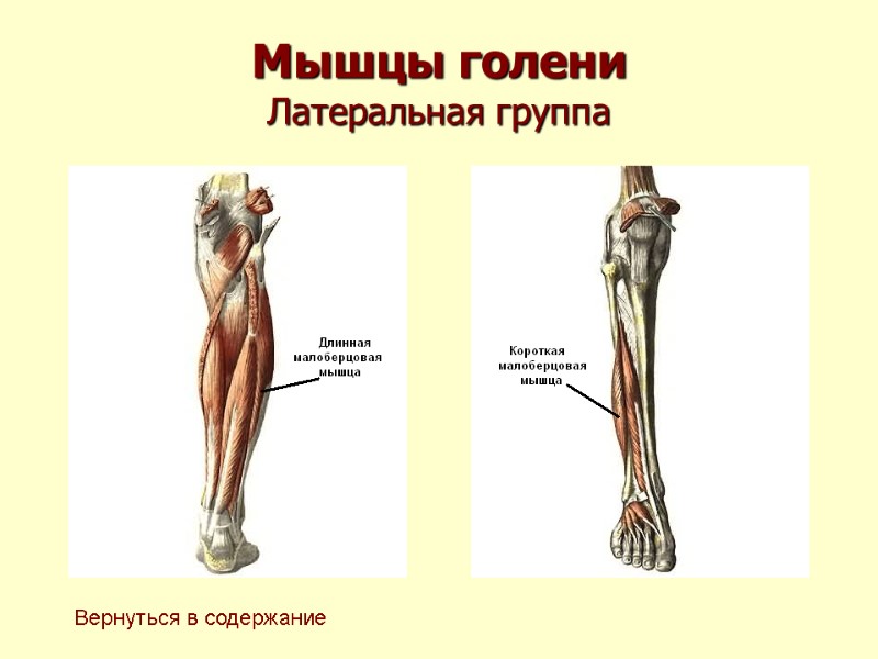 Мышцы голени Латеральная группа Вернуться в содержание